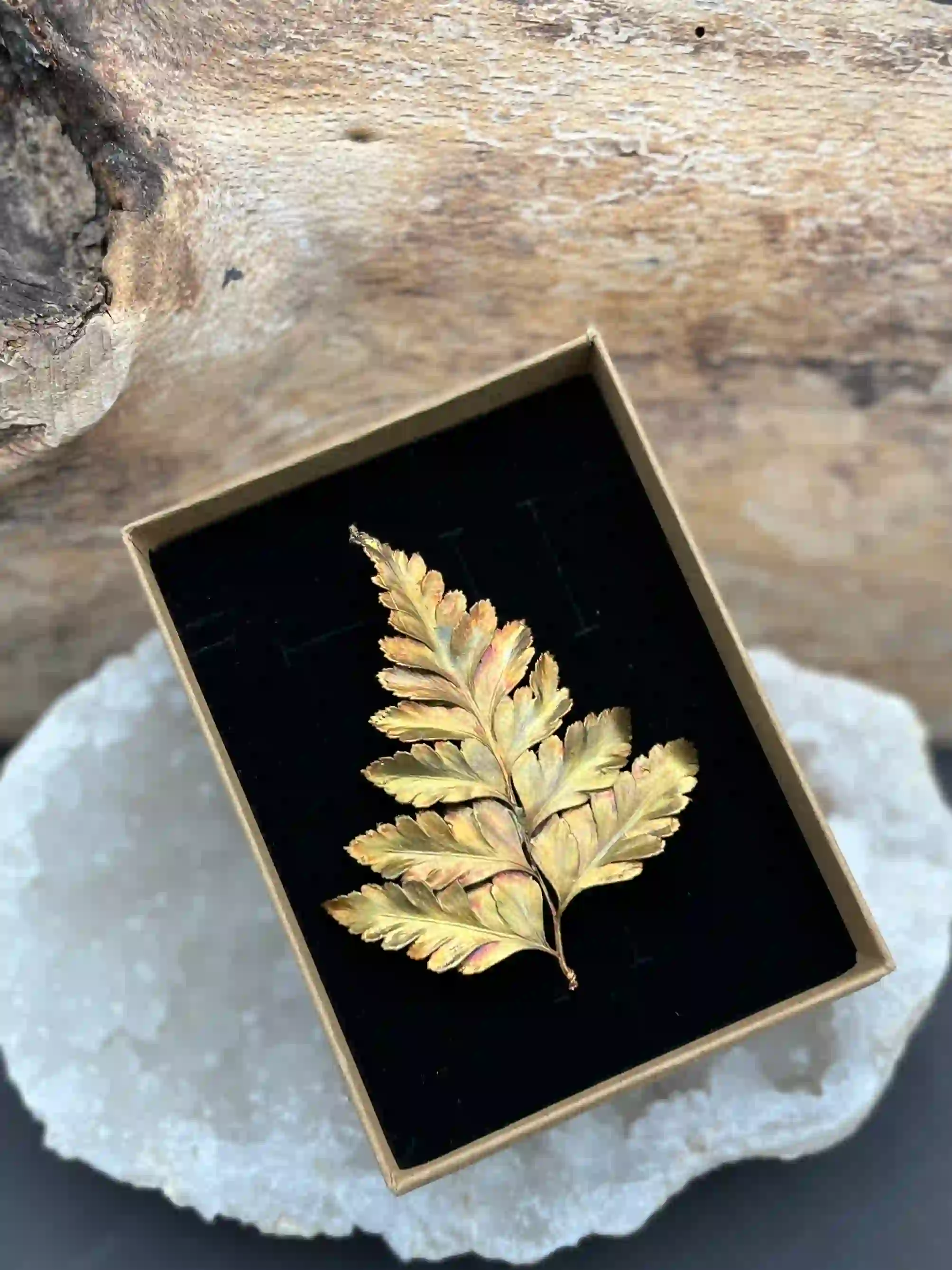 Tropické kapradí - brož, větší